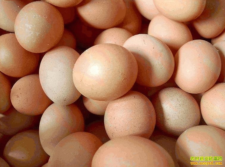 肇東雞蛋價格最新動態(tài)，跟隨自然腳步，重拾內(nèi)心寧靜與平和的探索之旅