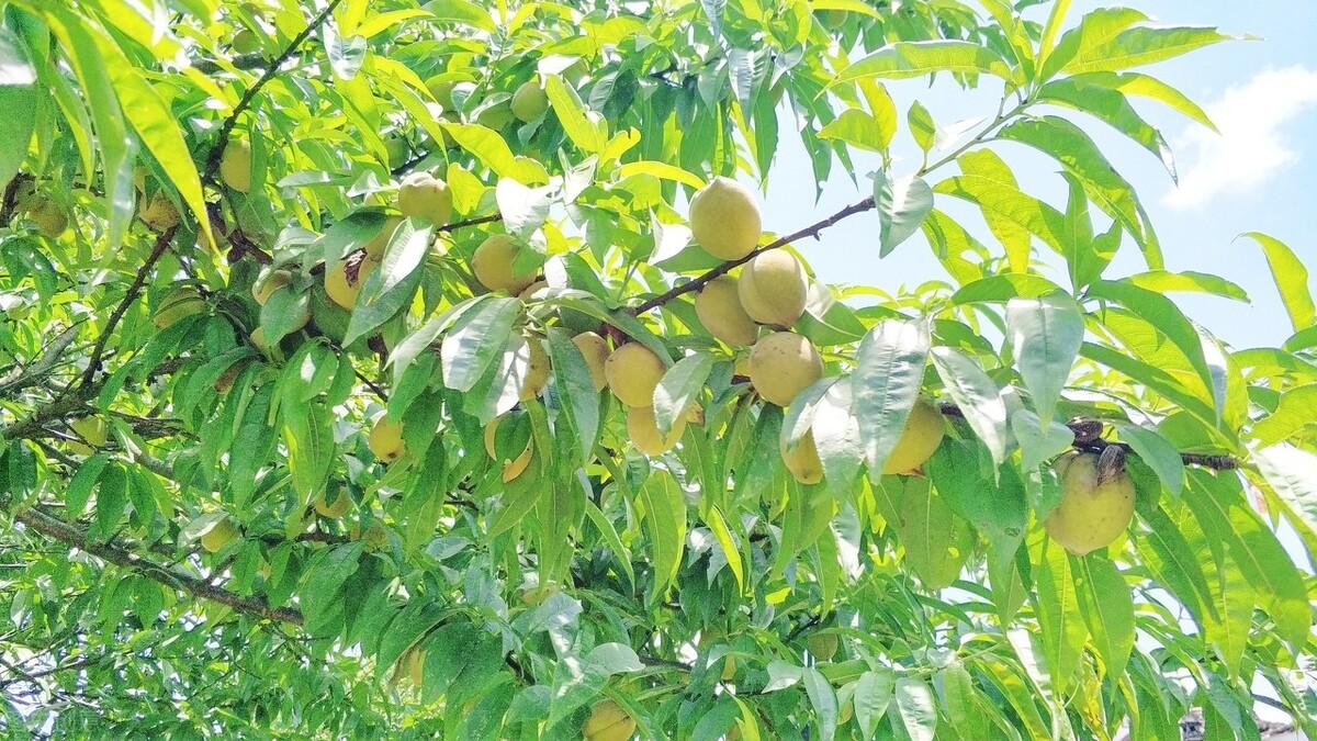 簡暗最新小說揭秘科技新品，智能生活體驗新紀元