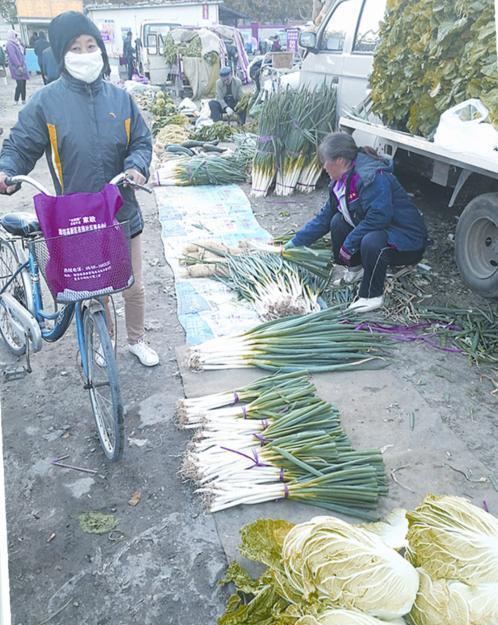 安丘白菜最新價(jià)格與溫情故事揭秘