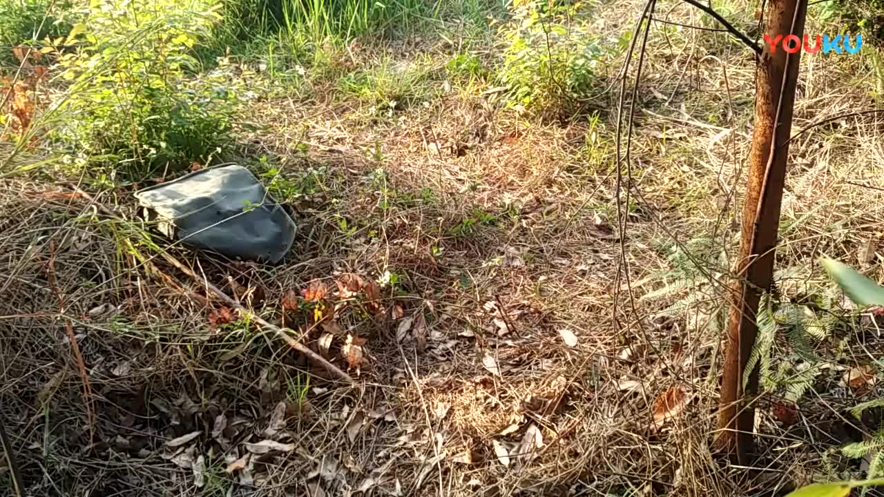 鷓鴣中套最新視頻，領(lǐng)略傳統(tǒng)藝術(shù)魅力的震撼登場(chǎng)！