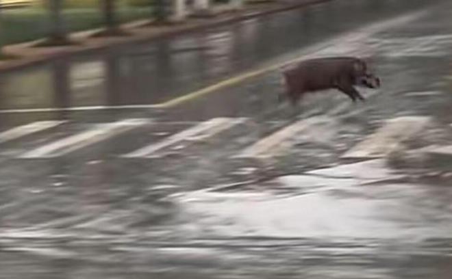 池州一高校內驚現(xiàn)狂奔野豬,效率評估方案_IGA10.666流線型版