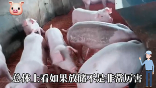 最新閹豬技巧步驟指南，專業(yè)方法與實用操作指南