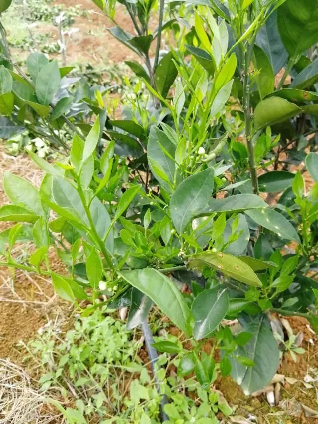 柑橘最新保果技術(shù)，開啟探索之旅，勵(lì)志無限可能