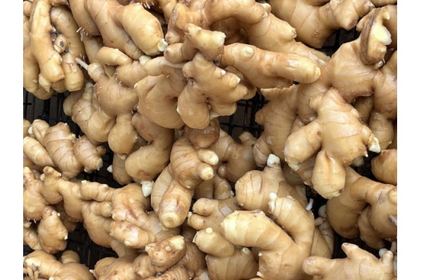 昌邑生姜市場最新價格指南，全面了解生姜市場行情與價格動態(tài)