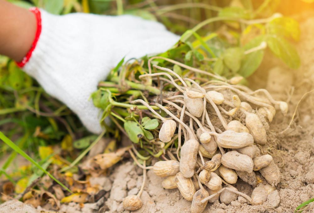 遼寧玉米最新價(jià)格動態(tài)，變化中的機(jī)遇，學(xué)習(xí)成就自信與收獲