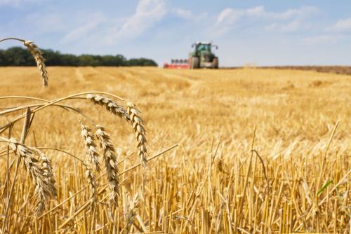 鶴壁小麥最新行情，科技引領(lǐng)農(nóng)業(yè)新時代，市場智能體驗(yàn)新篇章