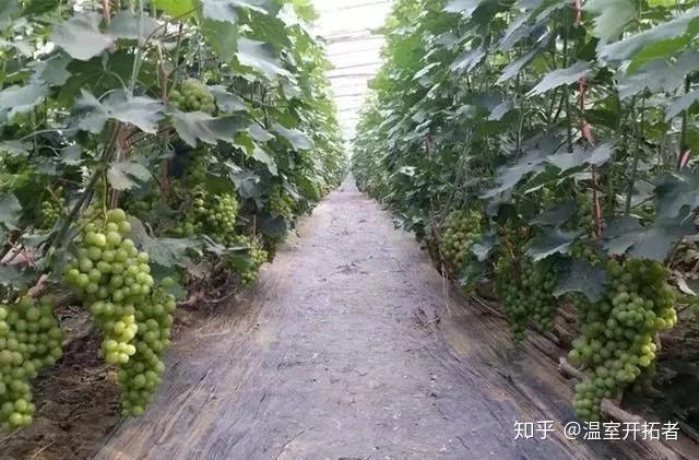 探索自然美景之旅，最新葡萄大棚種植模式揭秘