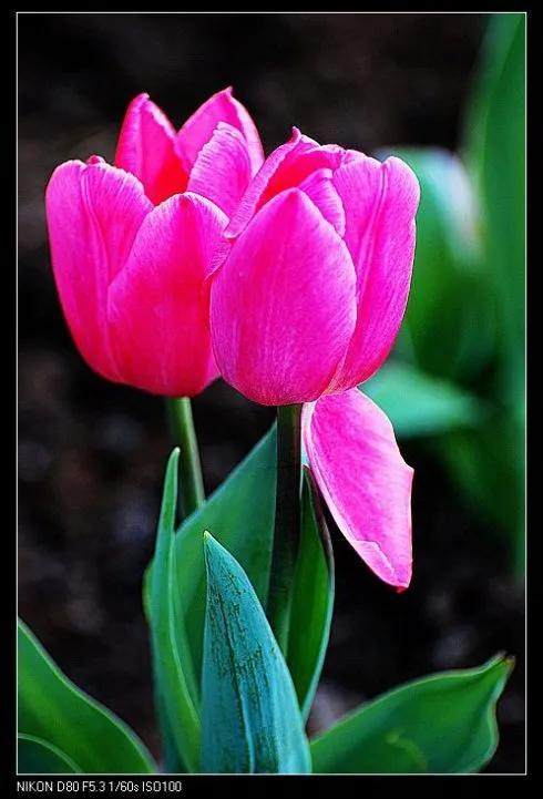 最新郁金香，小巷深處的芬芳馥郁之美