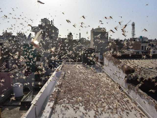 蝗蟲(chóng)最新動(dòng)態(tài)，蟲(chóng)群變化學(xué)習(xí)之旅，自信與成就感的伴隨成長(zhǎng)