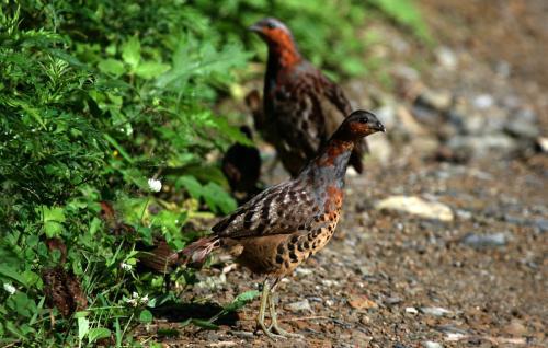 最新竹雞套，傳統(tǒng)與創(chuàng)新的完美融合