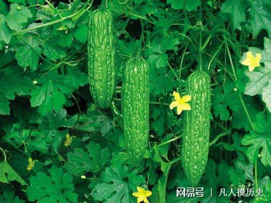 苦瓜最新網(wǎng)站，探索自然美景，尋找內(nèi)心寧靜的輕松之旅