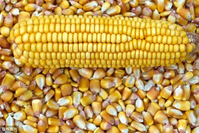 秋日玉米情緣，溫情故事與行情回顧