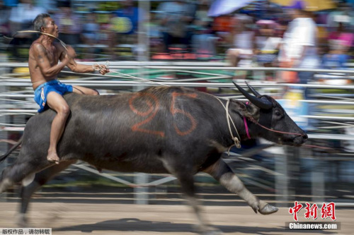 騎水牛比賽，傳統(tǒng)競(jìng)技的魅力與爭(zhēng)議展現(xiàn)