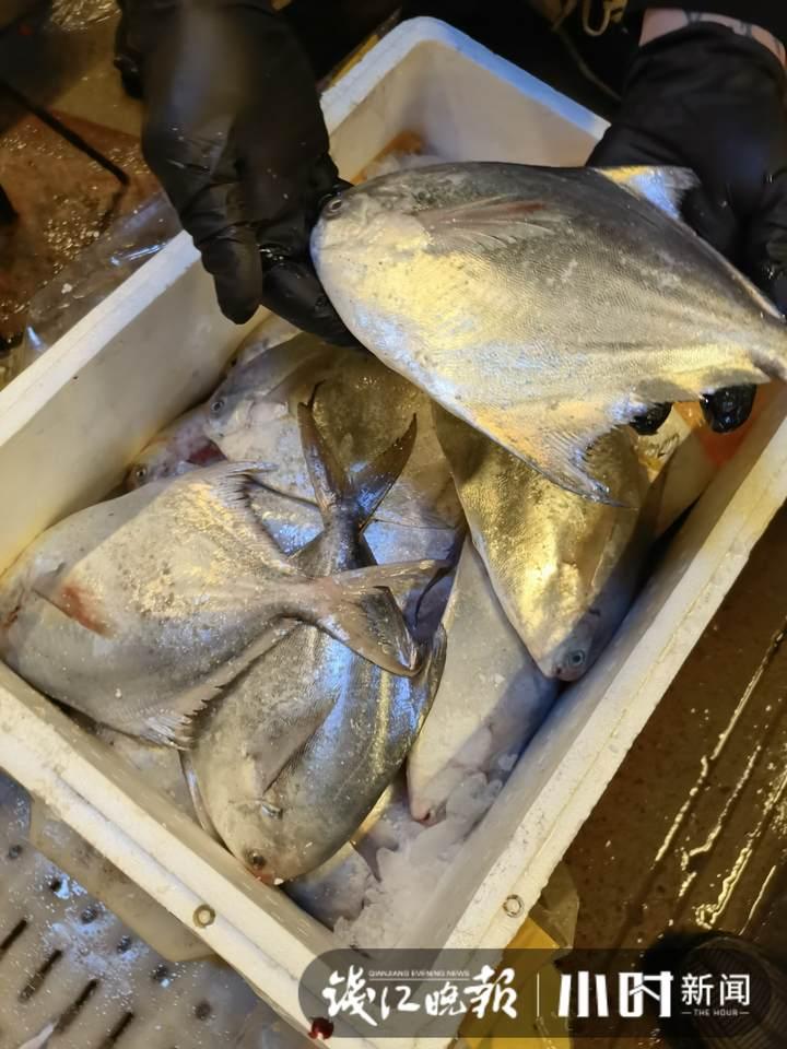 帶魚行情，一場海鮮盛宴的溫馨之旅