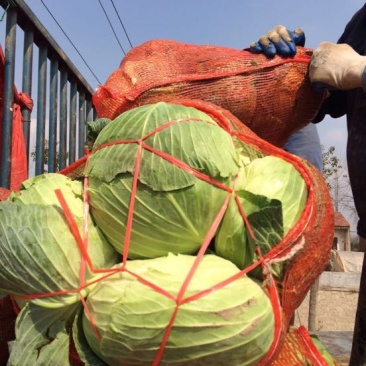 湖北包菜價(jià)格動(dòng)態(tài),湖北包菜價(jià)格動(dòng)態(tài)，一場(chǎng)尋找內(nèi)心平靜的綠色之旅