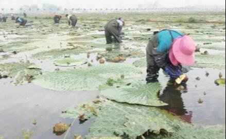 王碼五最新版，鍵盤上的友情與家的溫馨體驗