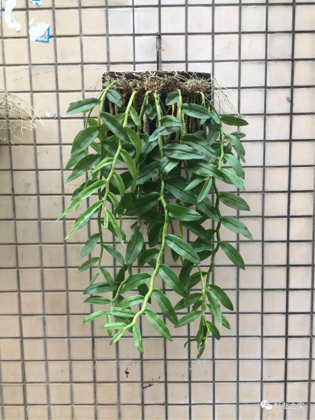 三寧復合肥最新報價及推薦，優(yōu)質(zhì)肥料選擇指南