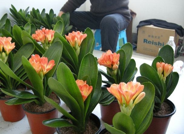 君子蘭價(jià)格變化中的自信與成就感，從綠葉到金花之路