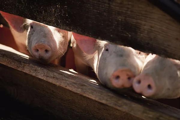 全國(guó)生豬市場(chǎng)價(jià)格動(dòng)態(tài)，變化中的機(jī)遇與挑戰(zhàn)的旅程