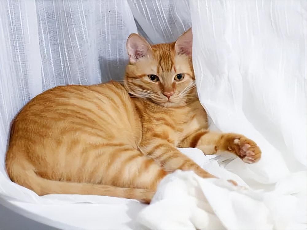 貓品種與價格，一場自然美景的探尋之旅