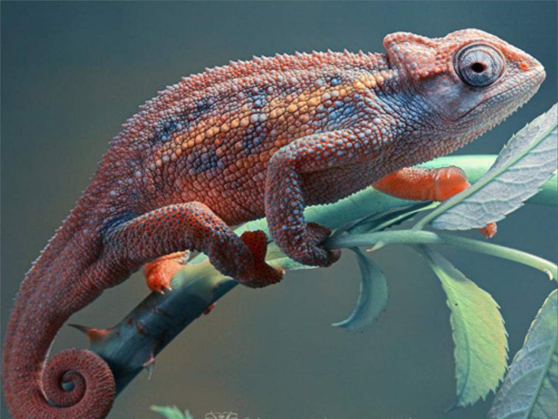 全新版變色龍，小巷中的神秘瑰寶