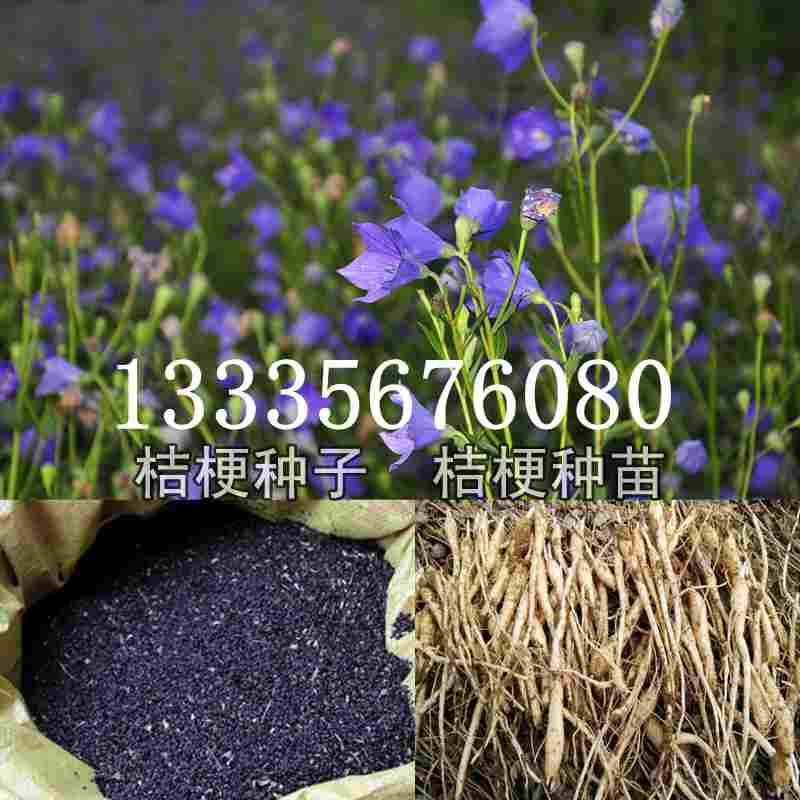 桔梗種子價(jià)格揭秘，成長(zhǎng)旅程與自信綻放之路