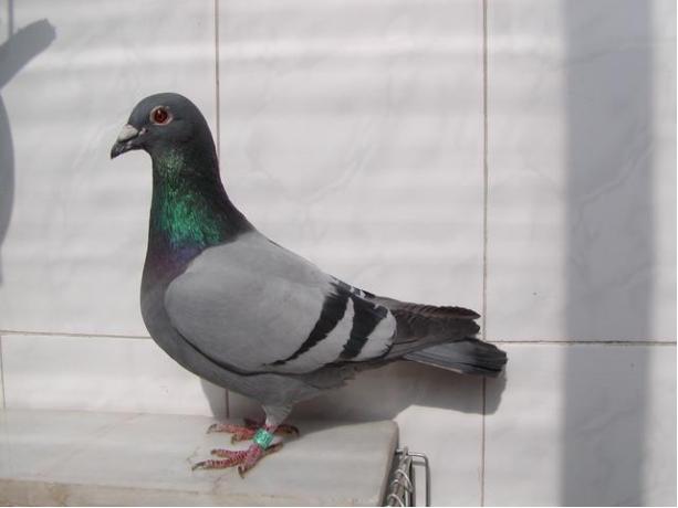 賽鴿定向新進(jìn)展揭秘，小巷中的神秘寶藏探索