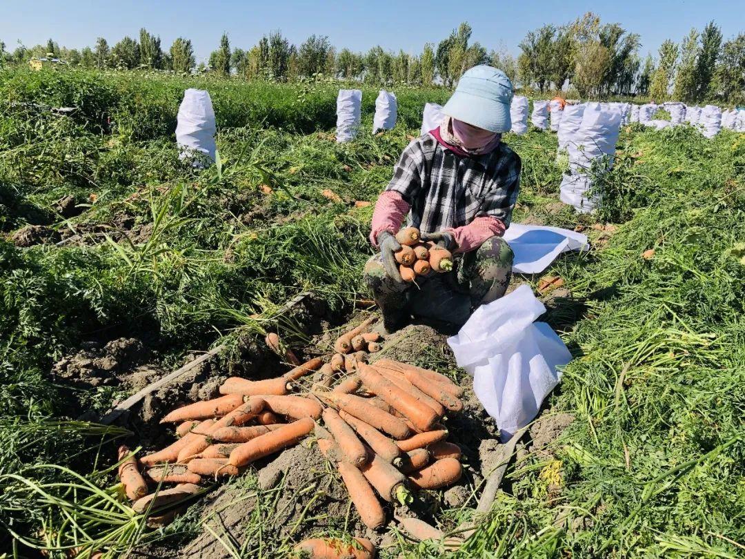 胡蘿卜最新市場(chǎng)價(jià)格概覽，最新市場(chǎng)價(jià)格指南