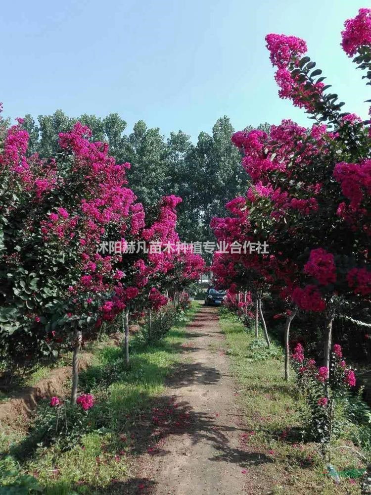 速生紫薇最新報價，開啟自然美景的旅行邀請