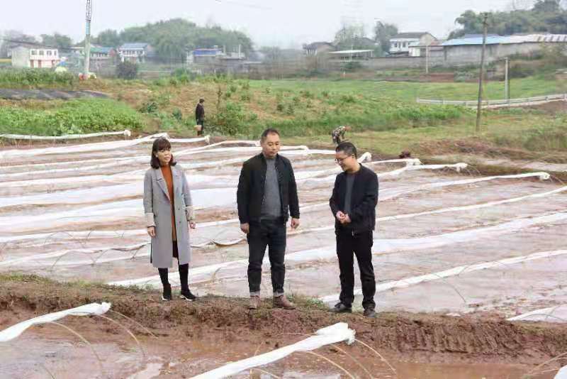 合川土場(chǎng)最新動(dòng)態(tài)更新，今日最新資訊速遞