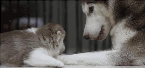 電視劇母子連心，心靈與自然的溫暖之旅