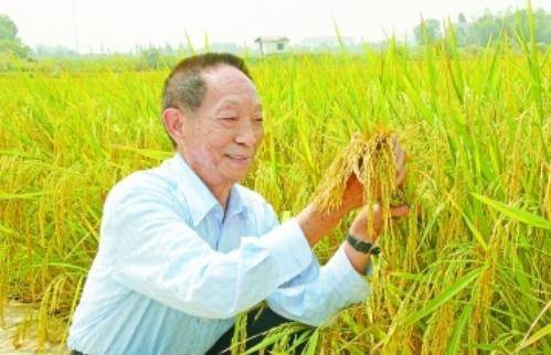 袁隆平最新科研進(jìn)展揭秘，突破性進(jìn)展引人矚目