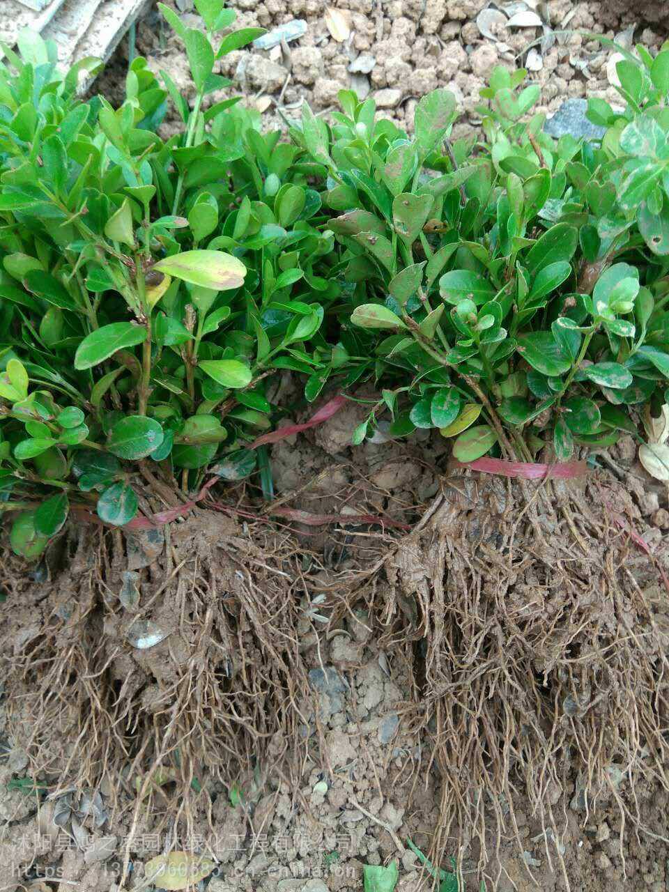 黃楊小苗價(jià)格探尋之旅，自然美景的邂逅與發(fā)現(xiàn)