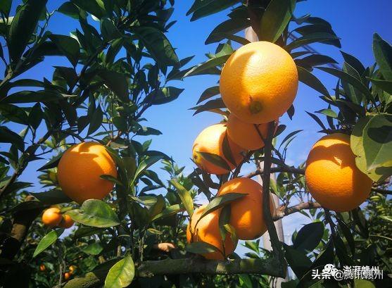 贛州上市公司，閃耀未來(lái)，共創(chuàng)繁榮時(shí)代！