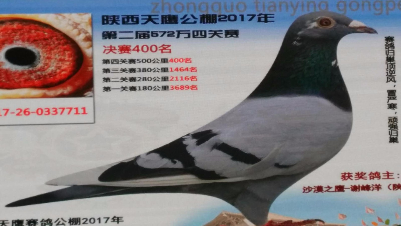 天鷹公棚歷程回顧，最新消息鑄就輝煌篇章