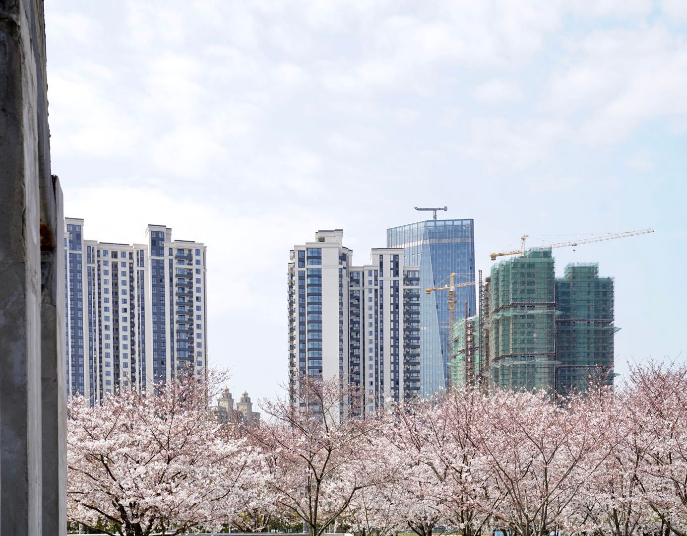 櫻花園置換最新進(jìn)展揭秘，科技重塑生活，煥發(fā)新生希望