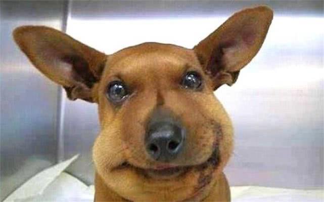 最新毒蜂，逆風(fēng)翱翔，學(xué)習(xí)鑄就自信與成就之巔