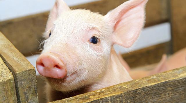 全國生豬最新行情深度解析與觀點闡述，今日市場趨勢分析