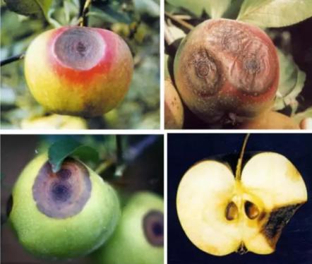 最新炭疽病治療藥物，變化、學(xué)習(xí)與信心的力量探索