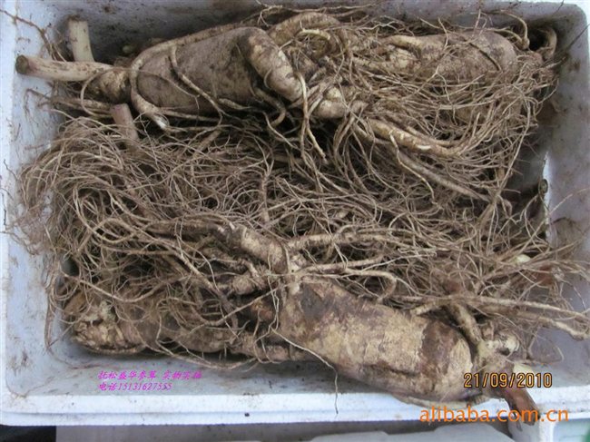 人參最新價格及市場走勢、品質鑒別全解析