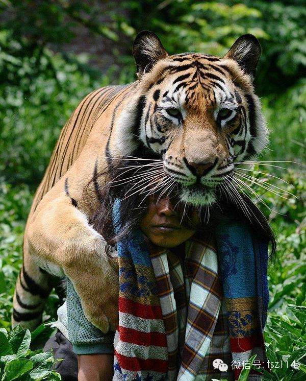 最新人與獸技能學習與實踐步驟指南，從理論到實操的全面指南