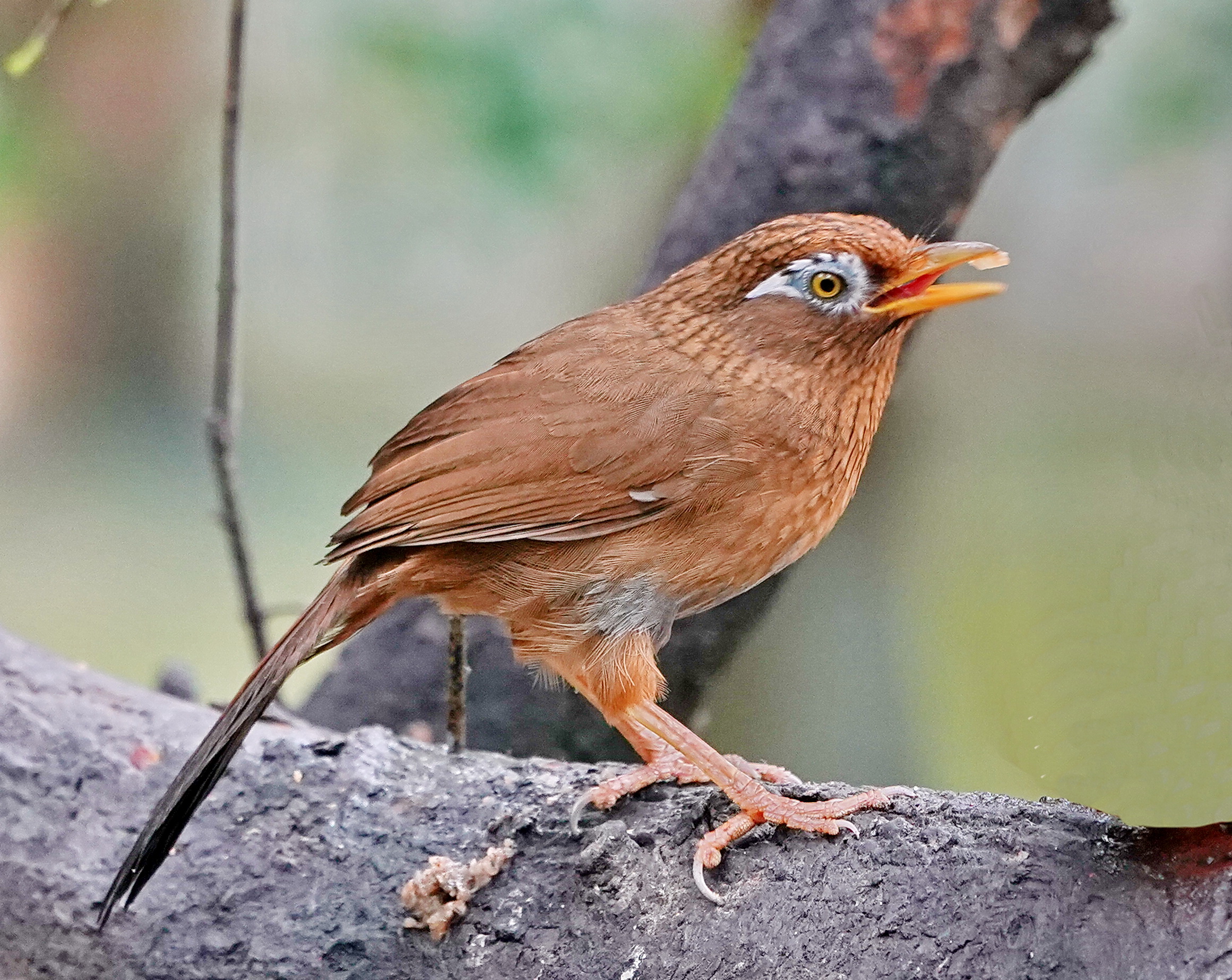 最新畫(huà)眉鳥(niǎo)，與自然美景的遨游，探尋內(nèi)心平和的旅程