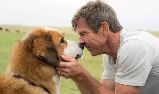 最新關(guān)于狗的電影，深度探討與觀點(diǎn)闡述