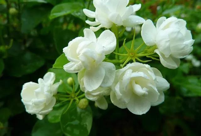 花香滿園最新章節(jié)獲取攻略，輕松閱讀新書章節(jié)的步驟