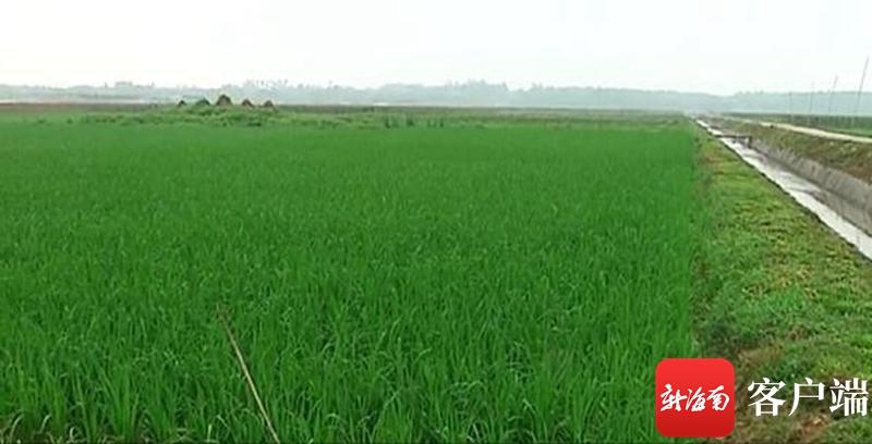 澄邁最新動(dòng)態(tài)，自然美景探索之旅，尋覓內(nèi)心平和與寧靜的旅程