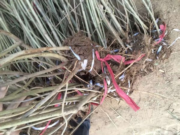 連翅最新價(jià)格深度解析，歷史背景、重要事件與地位探討