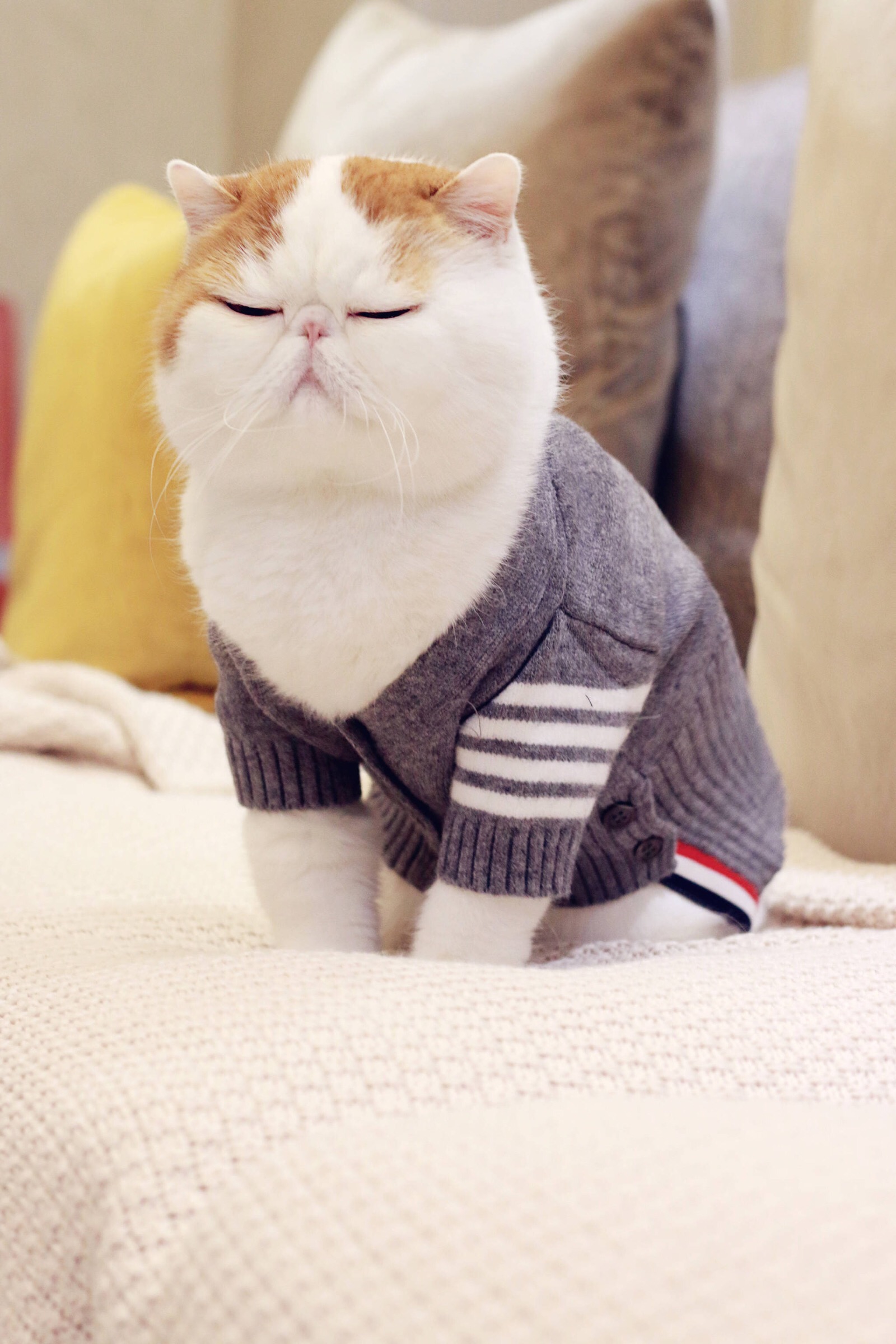 小胖Snoopy最新萌照，瞬間融化人心！