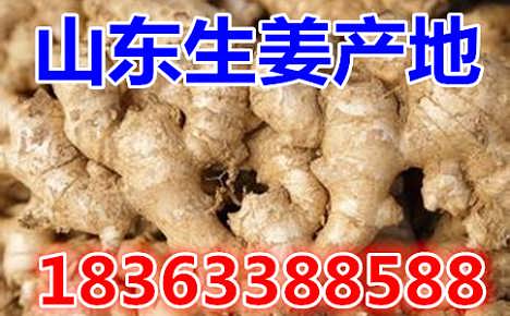 鮮姜最新價(jià)格揭秘，自然美景背后的旅行探索之旅