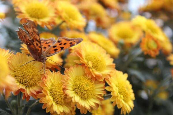 番茄最新作品，用學(xué)習(xí)之鑰，開(kāi)啟自信與成就的大門(mén)