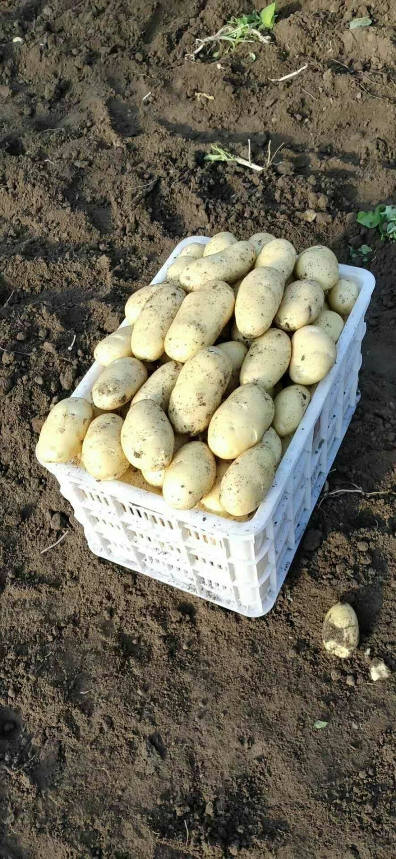 萊西土豆最新價(jià)格動(dòng)態(tài)，變化中的價(jià)值與學(xué)習(xí)中的力量